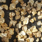 Фото №2 Грибы, мицелий ежовика гребенчатого (гериций, львиная грива, ямабушитаке)