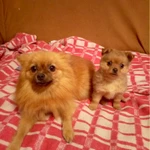 Фото №2 Продам шпица