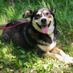 Фото №2 Очаровательная Малышка в дар.