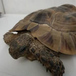 Фото №4 Черепаха Средиземноморская большая