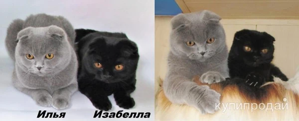 Фото шотландские котята и взрослые кошки