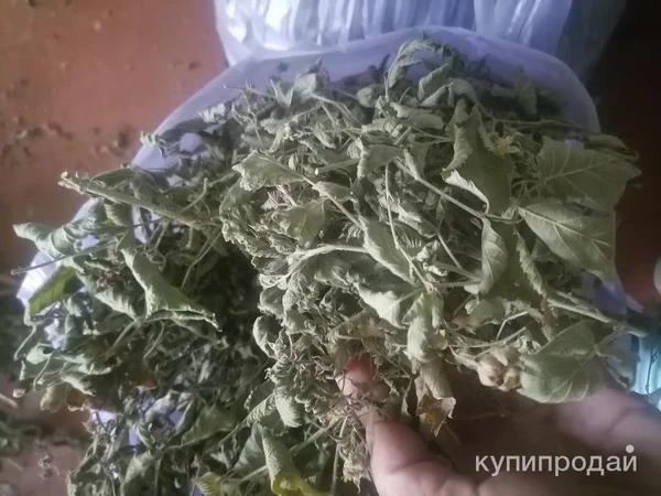 Фото Ежевика сизая лесная. Цена за 100 грамм.