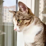 Фото №5 Полосатая кошечка Молли в добрые руки