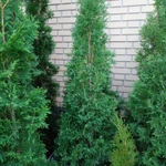 Фото №8 Саженцы хвойных растений. Туи, можжевельники.