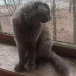 Фото №10 Нибелунг вислоушка