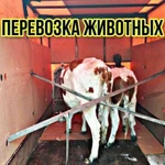 Перевозка животных / скотовоз