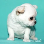 Фото №2 чихуахуа белоснежный мальчик шоу