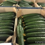 Фото №5 Тепличный Огурец Гладкий Мева, Демарраж Оптом