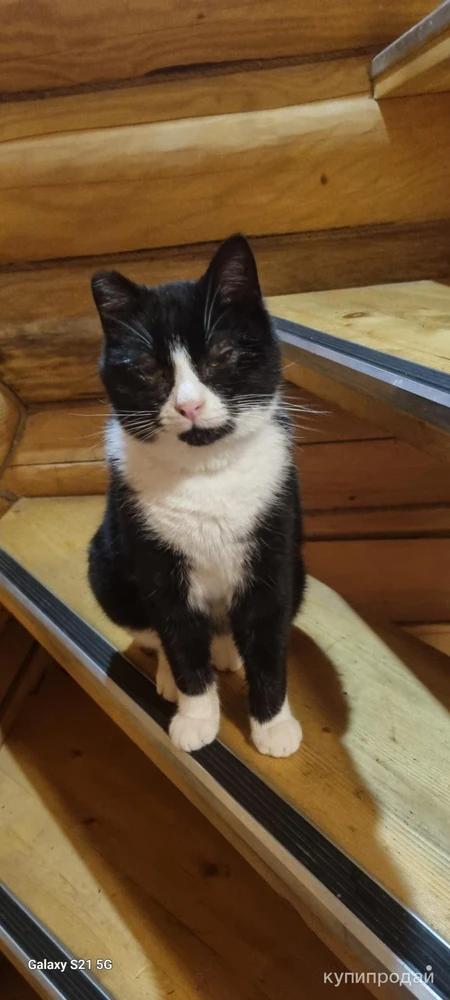 Фото Кот в добрые руки