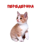 Передержка