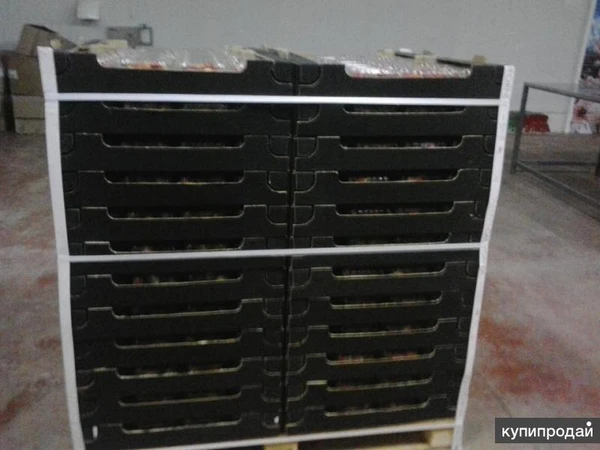 Фото Свежая малина из Марокко