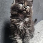 Фото №5 Мейн-кун