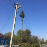 Фото №2 Спил деревьев  