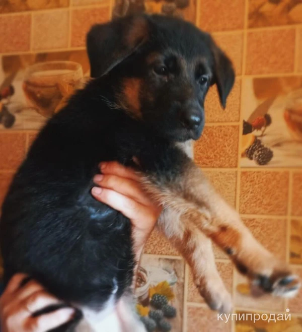 Фото Черные, Чепрачные, Зонарные немцы