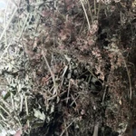 Фото №4 Болиголов. Цена за 100 грамм.