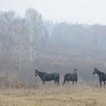 Постой лошади