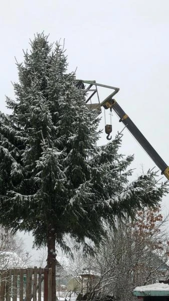 Фото валка деревьев частями
