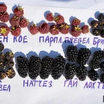 Фото №7 Малина летняя и ремонтантная 40 сортов