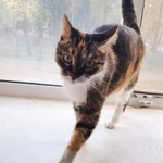Фото №8 Ласковая трехцветная кошка Триша ищет добрую семью!