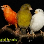 Фото №2 Гостиница для кошек,  грызунов,  птиц "Motel for cats" 