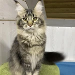 Фото №9 Котята мейн кун