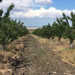 Фото №4 Готовый бизнес, черешневый сад 11,4 Га