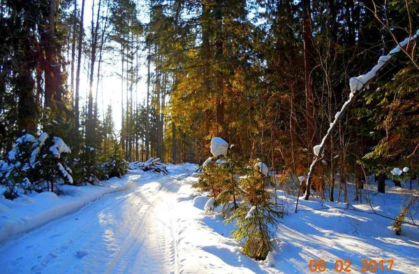 Фото 600 000 куб.м. леса