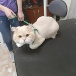 Фото №7 Стрижка собак и кошек