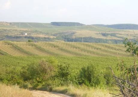 Фото Земли сельскохозяйственного назначения