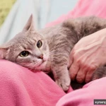 Фото №4 Косенькая полосатая кошечка Паночка в добрые руки