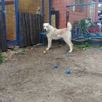 Фото №5 " детский сад для собак"
