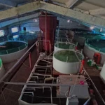 Фото №2 Осетр живой