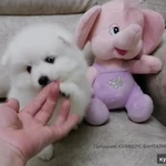 Фото №3 Щенки белоснежного японского шпица