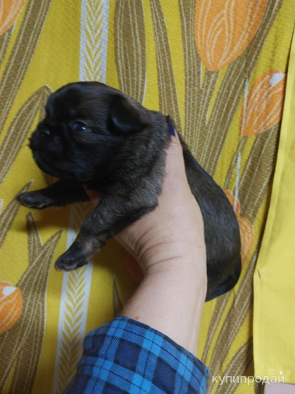 Фото БРЮССЕЛЬСКИЙ ГРИФФОН 4,5 мес.