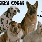 Передержка собак