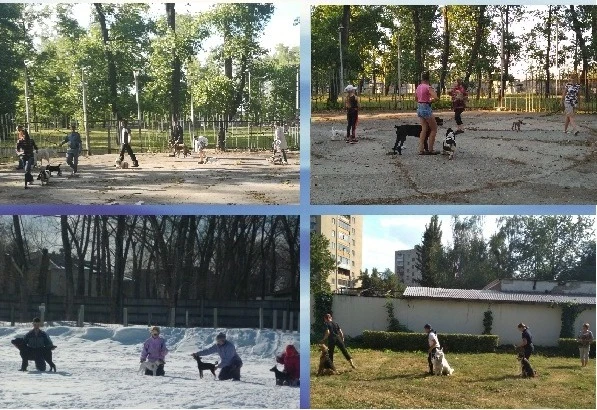 Фото Дрессировщик, хендлер, инструктор на вязку