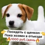 Сиделка для животных