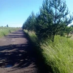 Фото №11 Продам земельный участок 24 сотки в Подмосковье