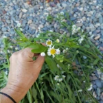 Фото №2 Тонколучник. Цена за 100 грамм.