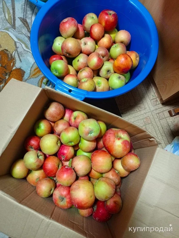 Фото Продам яблоки. ?