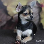 Фото №5 Малыши Чихуахуа