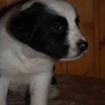 Фото №5 Щеночки в добрые руки. СРОЧНО!