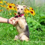 Фото №5 Красивый и умный домашний песик Лаки в добрые руки