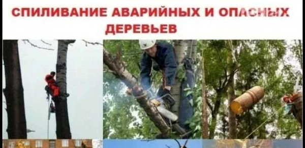 Фото Спил аварийный деревьев корчевание расчистка