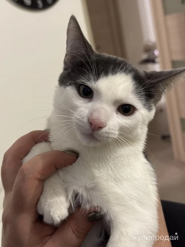 Фото Помесь бенгал