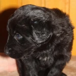 Фото №8 Щеночки в добрые руки. СРОЧНО!