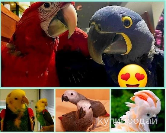 Фото Ручные птенцы какаду, ара, жако, амазон