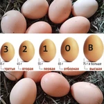 фото Домашние Яйца Мясо Утка Курица Кролик