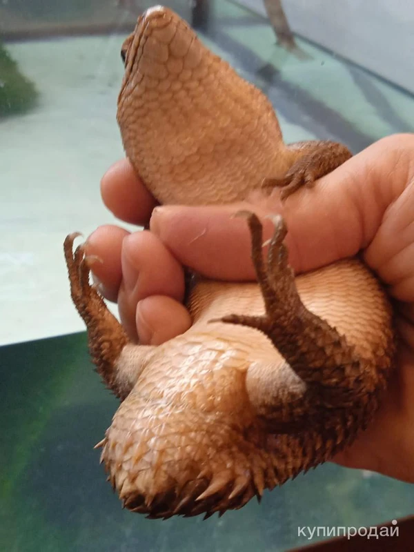 Фото Шипохвостый сцинк Пилбара