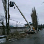 Фото №6 Спил обрезка деревьев